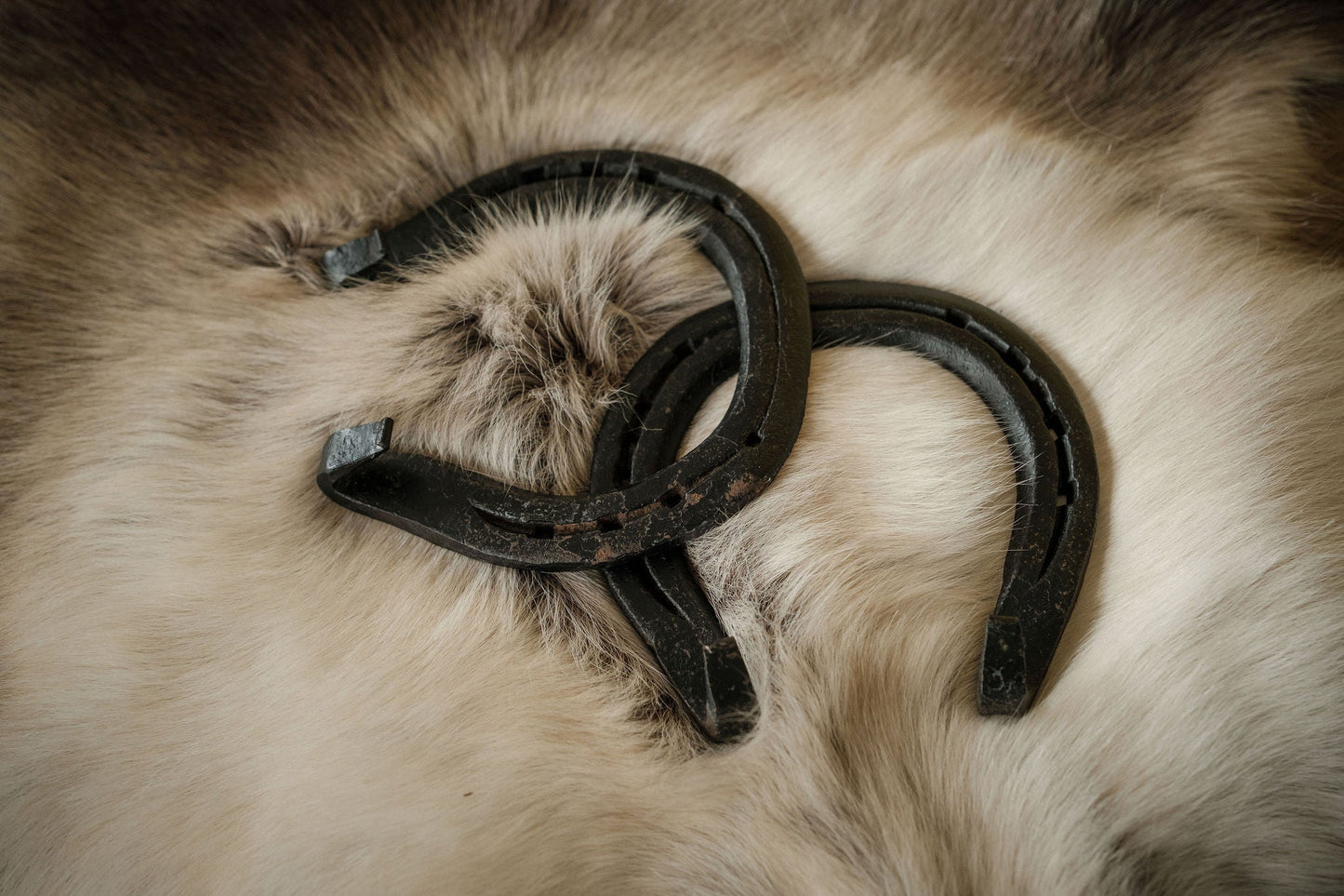Horseshoe hooks