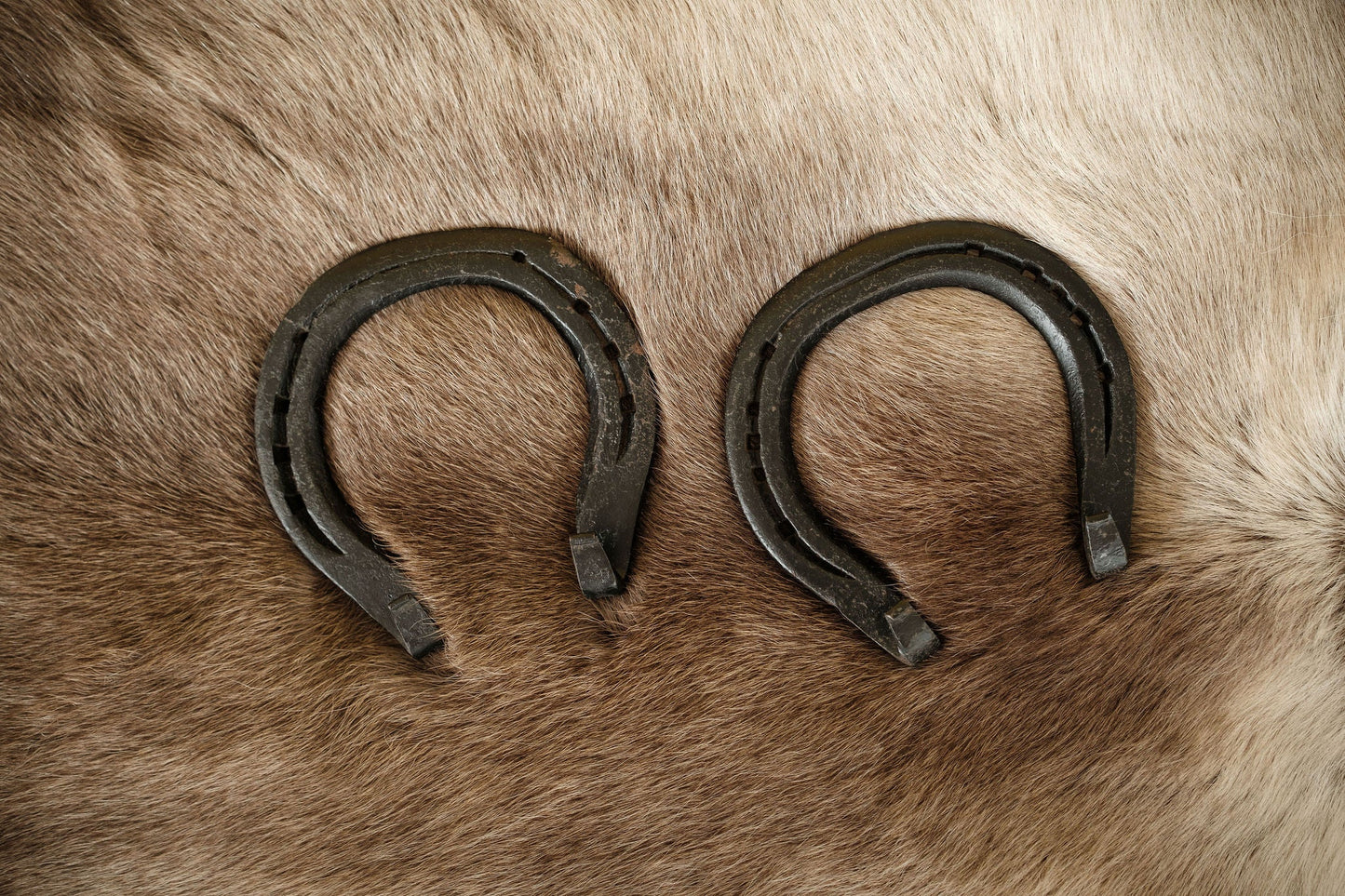 Horseshoe hooks